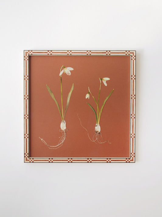 Snowdrop Pair