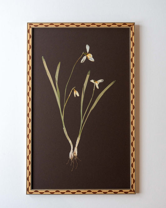 Snowdrop