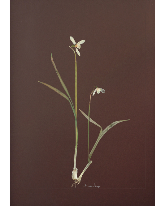 Snowdrop