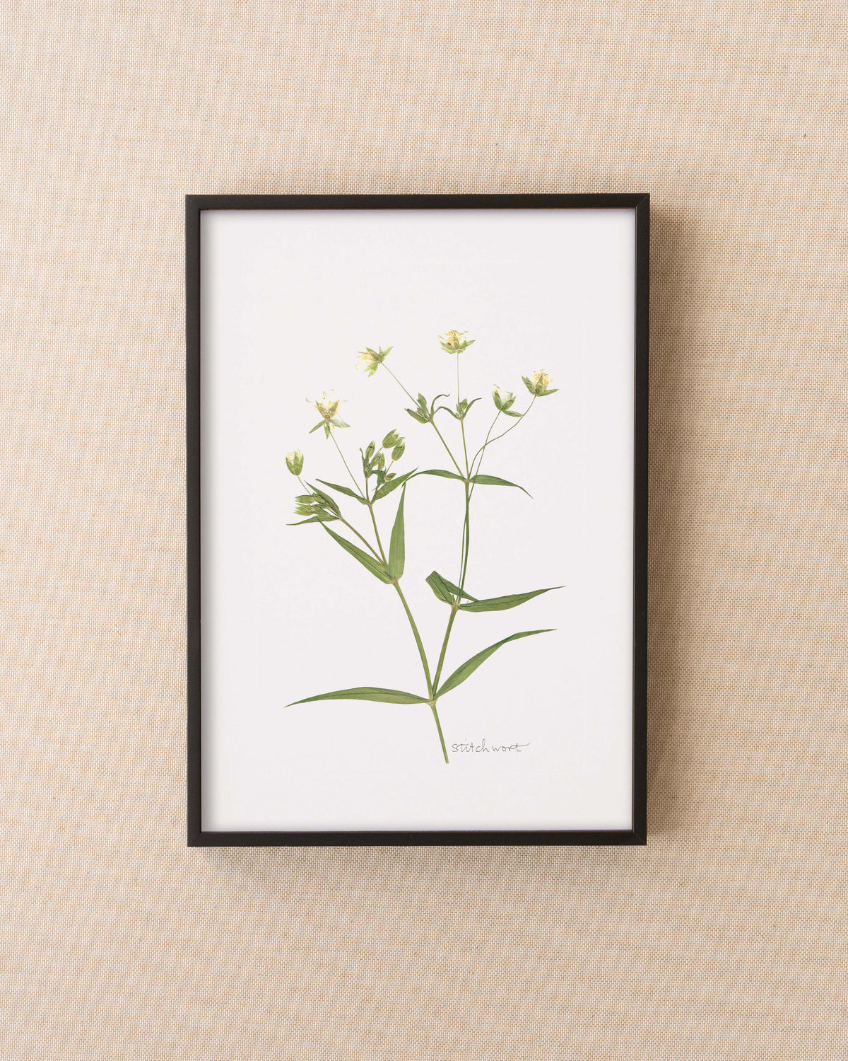 Stitchwort