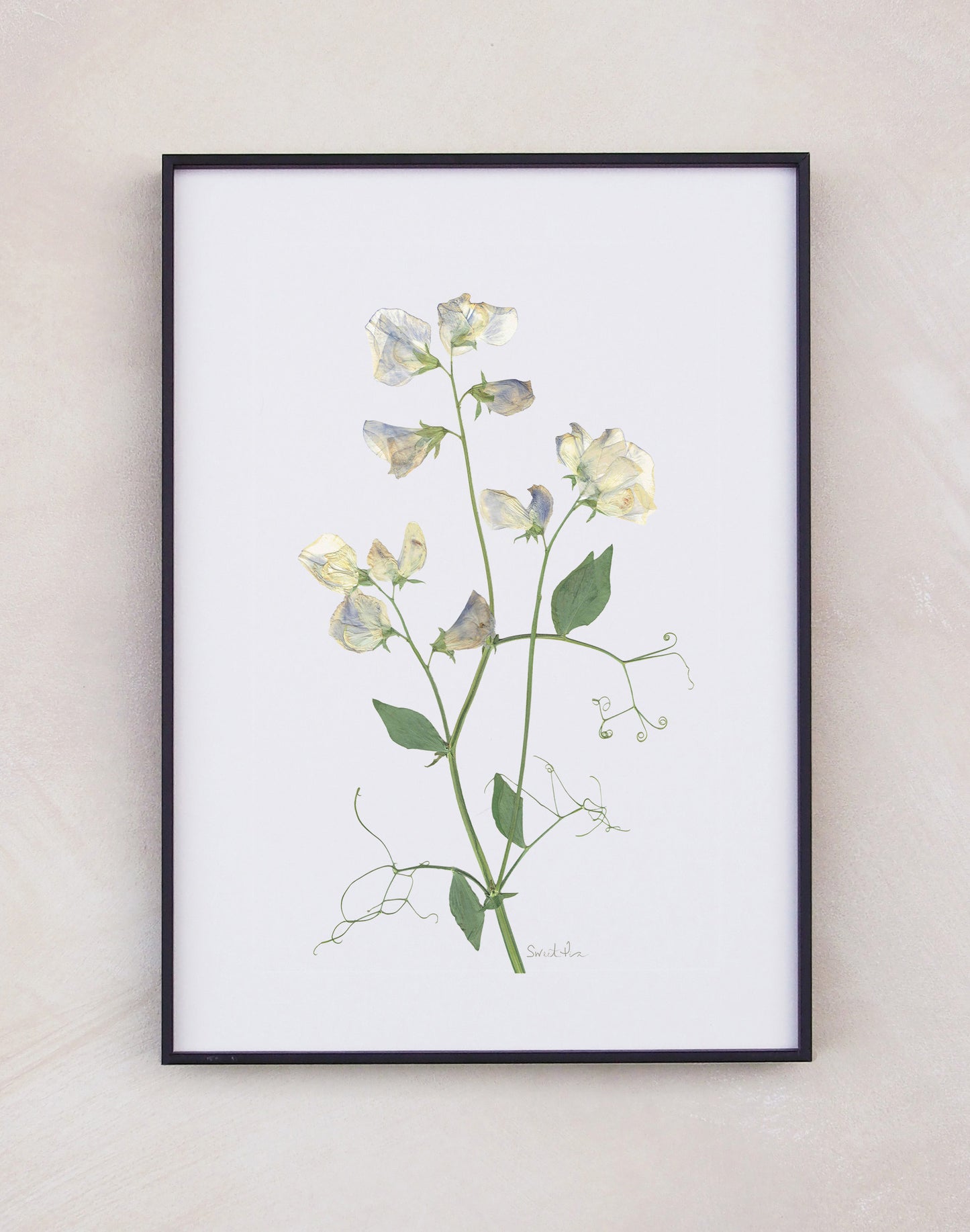 Sweet Pea