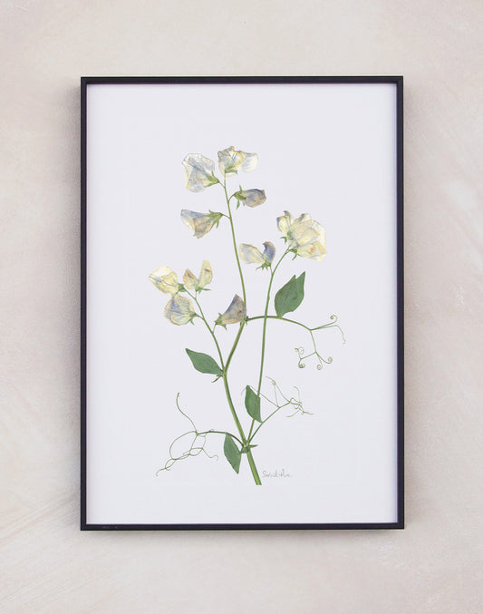 Sweet Pea