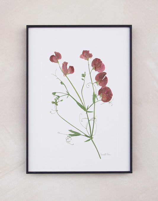 Sweet Pea