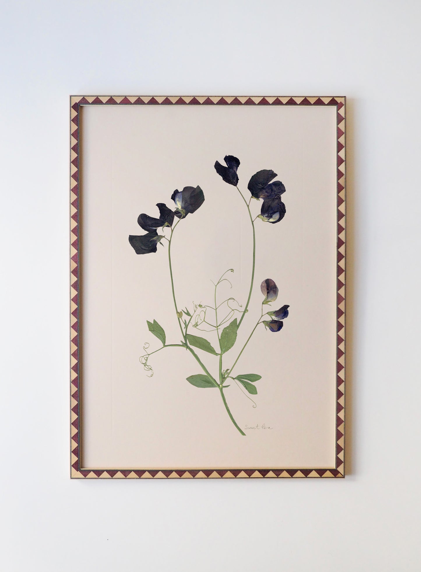 Sweet Pea