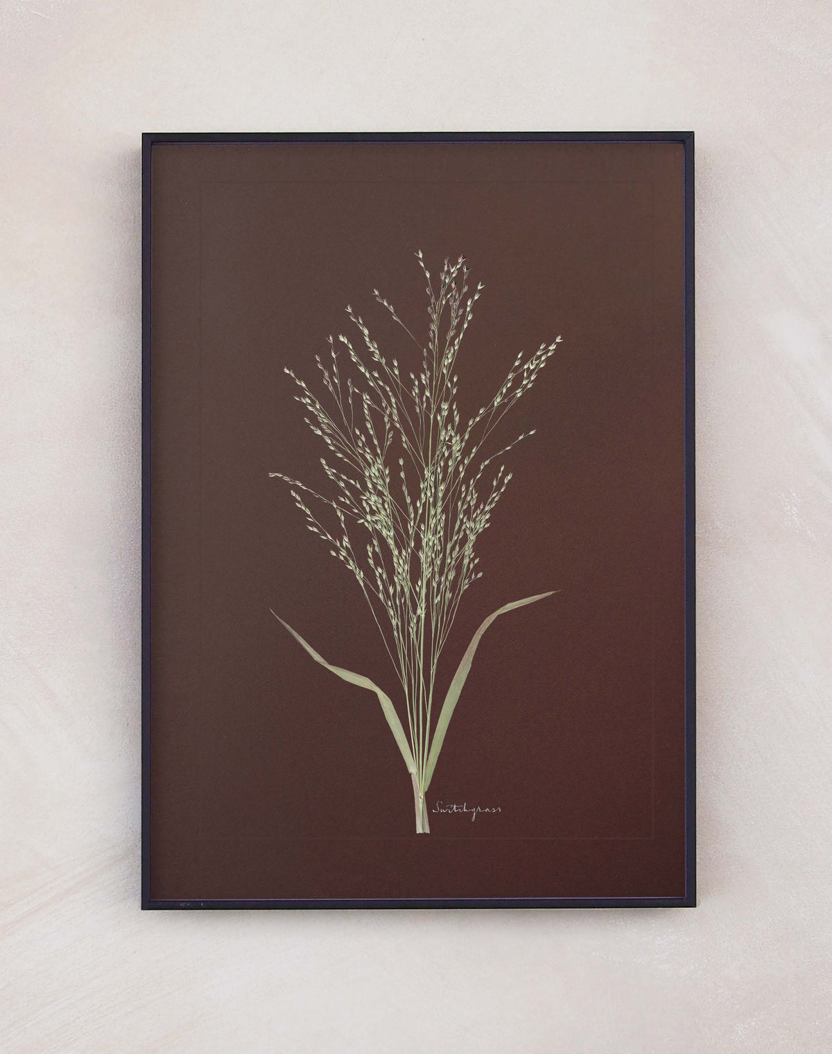 Switchgrass