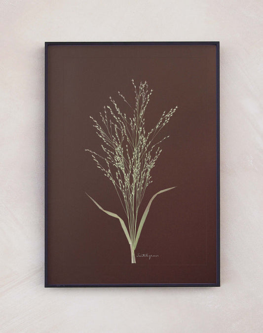 Switchgrass