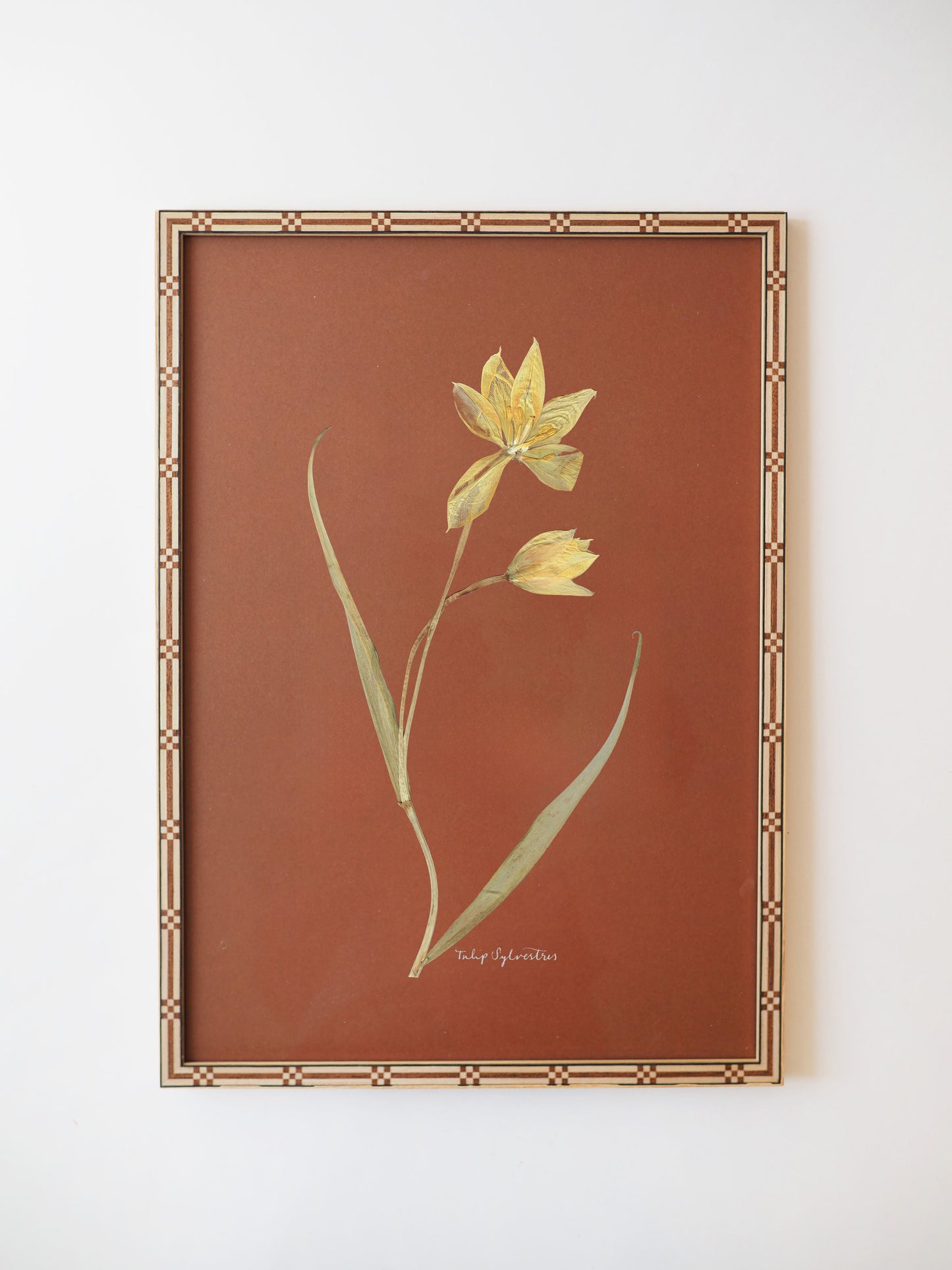 Tulip Sylvestris