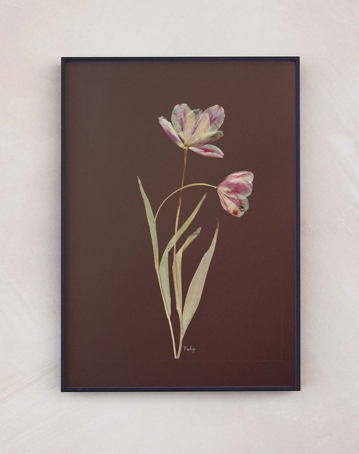 Tulip