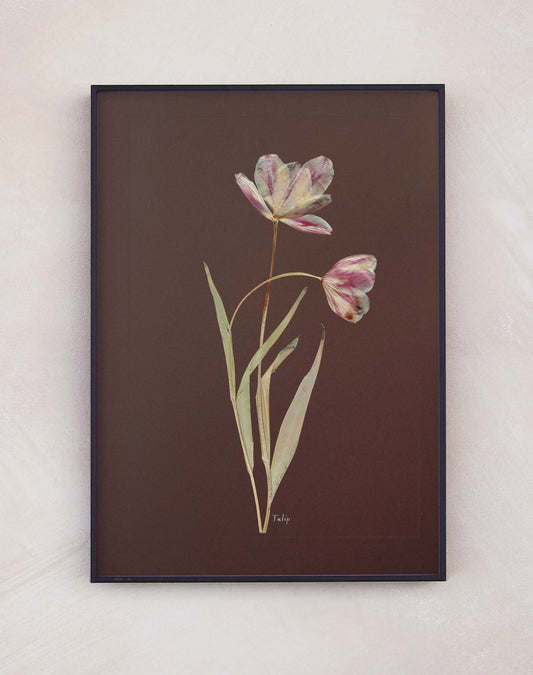 Tulip