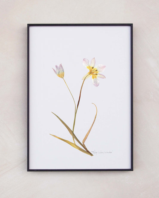 Tulip Lilac Wonder