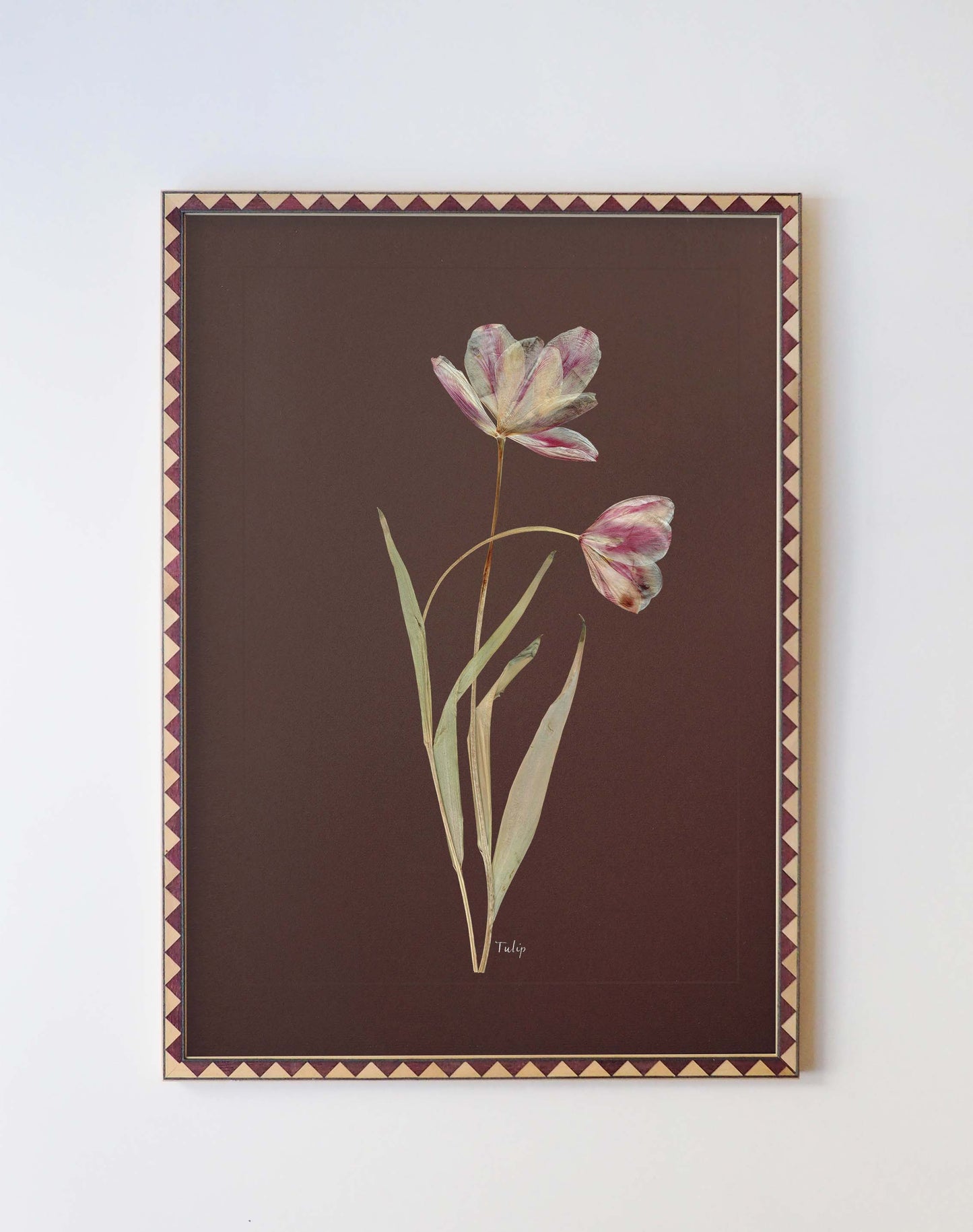 Tulip
