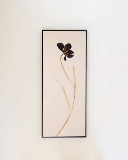 Tulip