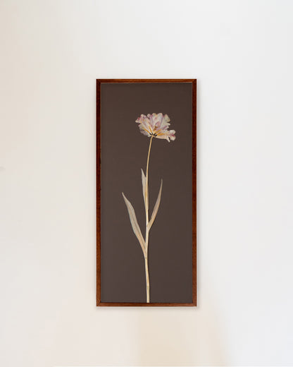 Tulip