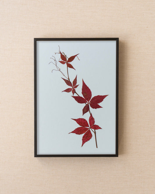 Virginia Creeper
