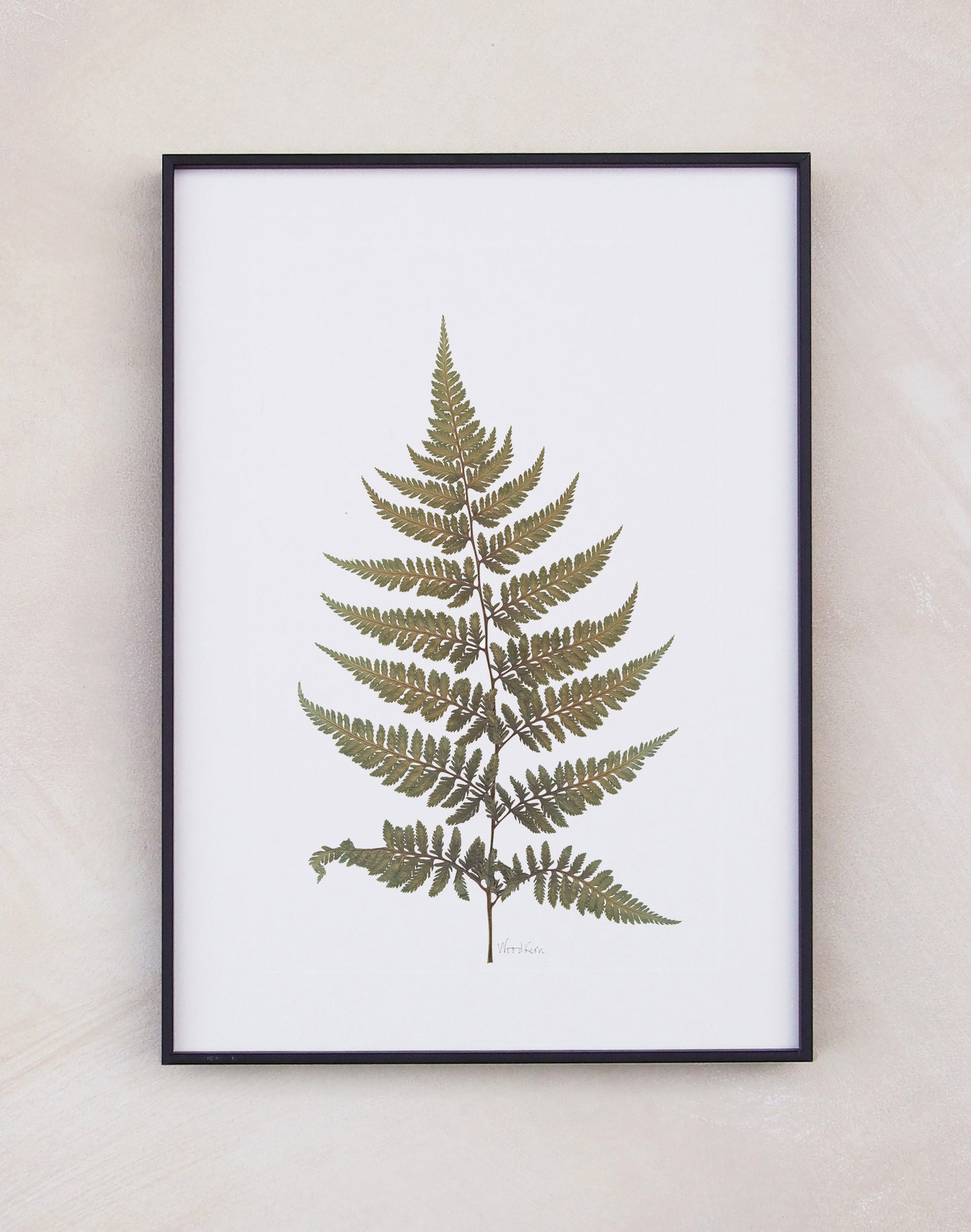 Wood Fern