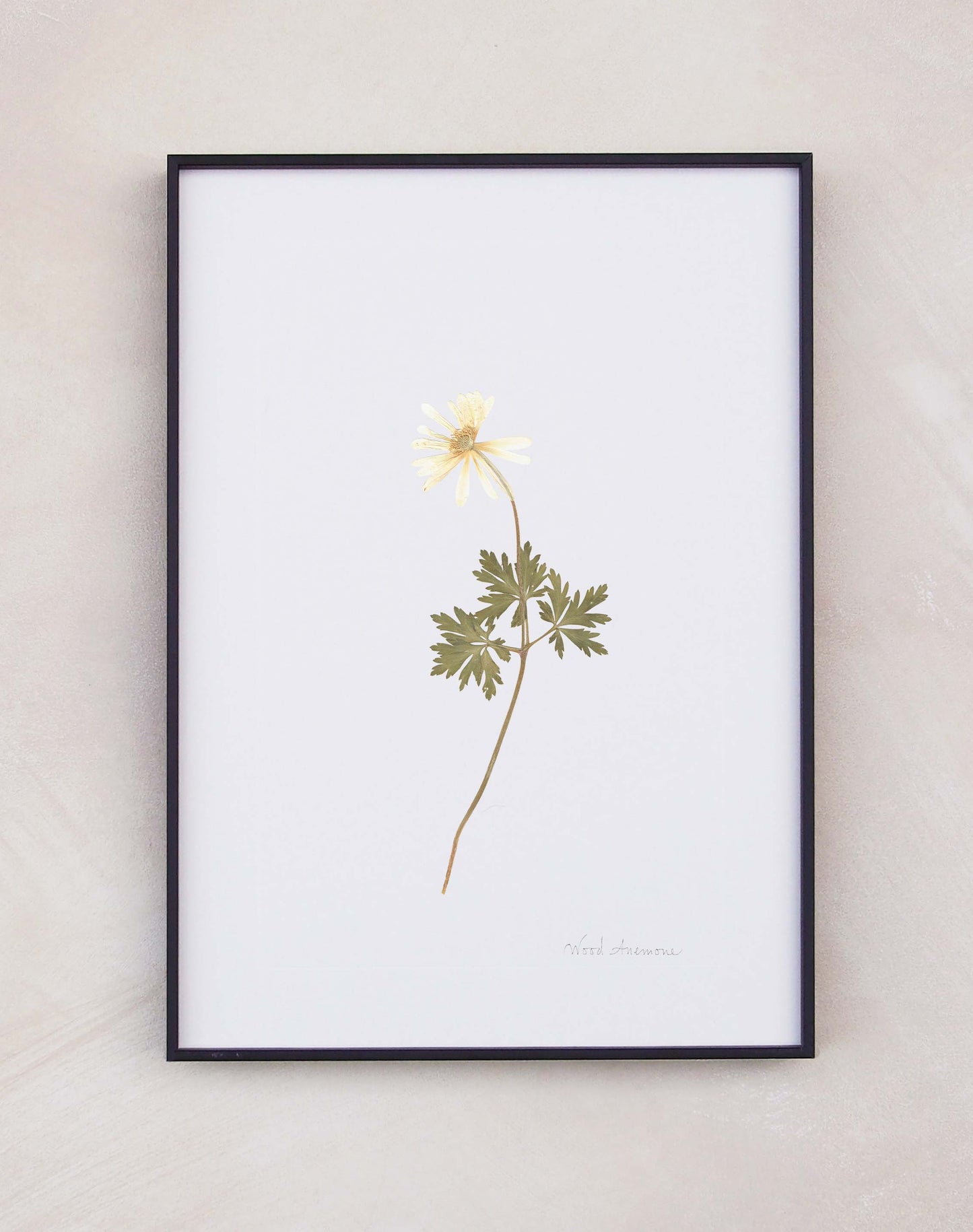 Wood Anemone