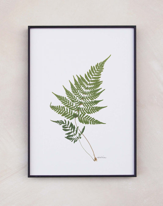 Wood Fern