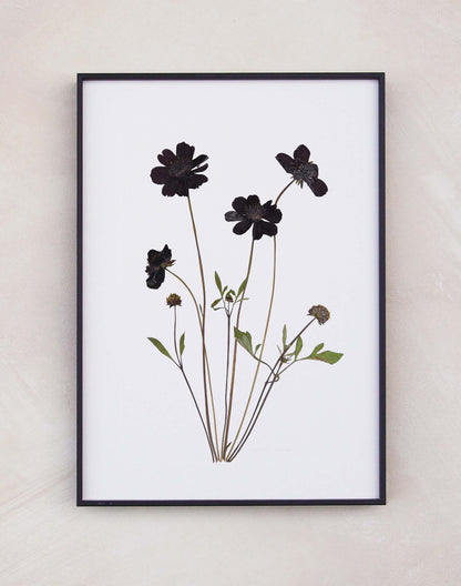 Chocolate Cosmos Print