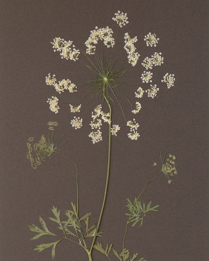 Ammi Majus
