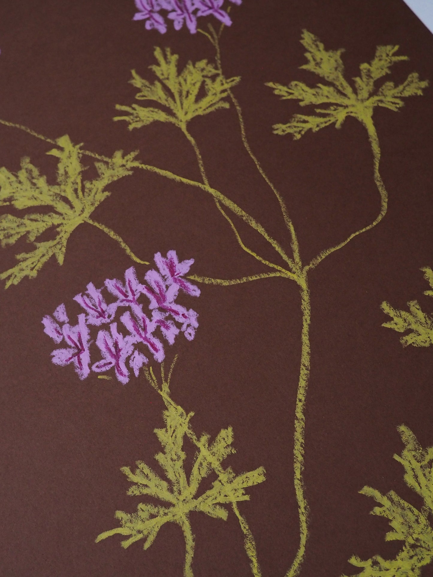 Pastel Pelargonium - Rust & Lilac