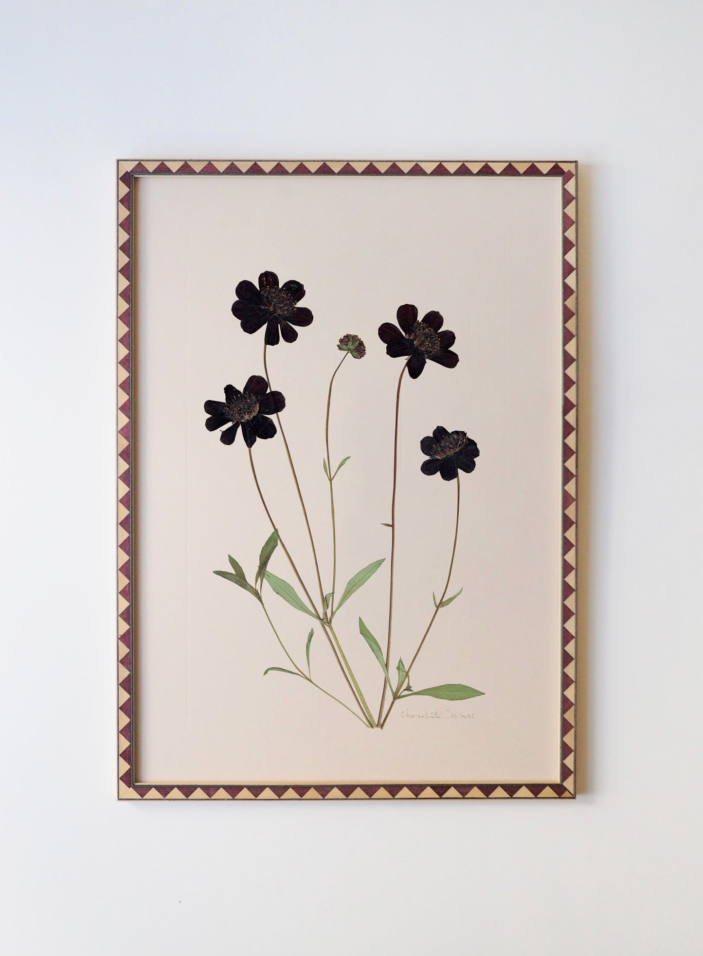 Chocolate Cosmos