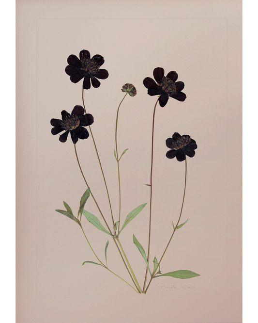 Chocolate Cosmos