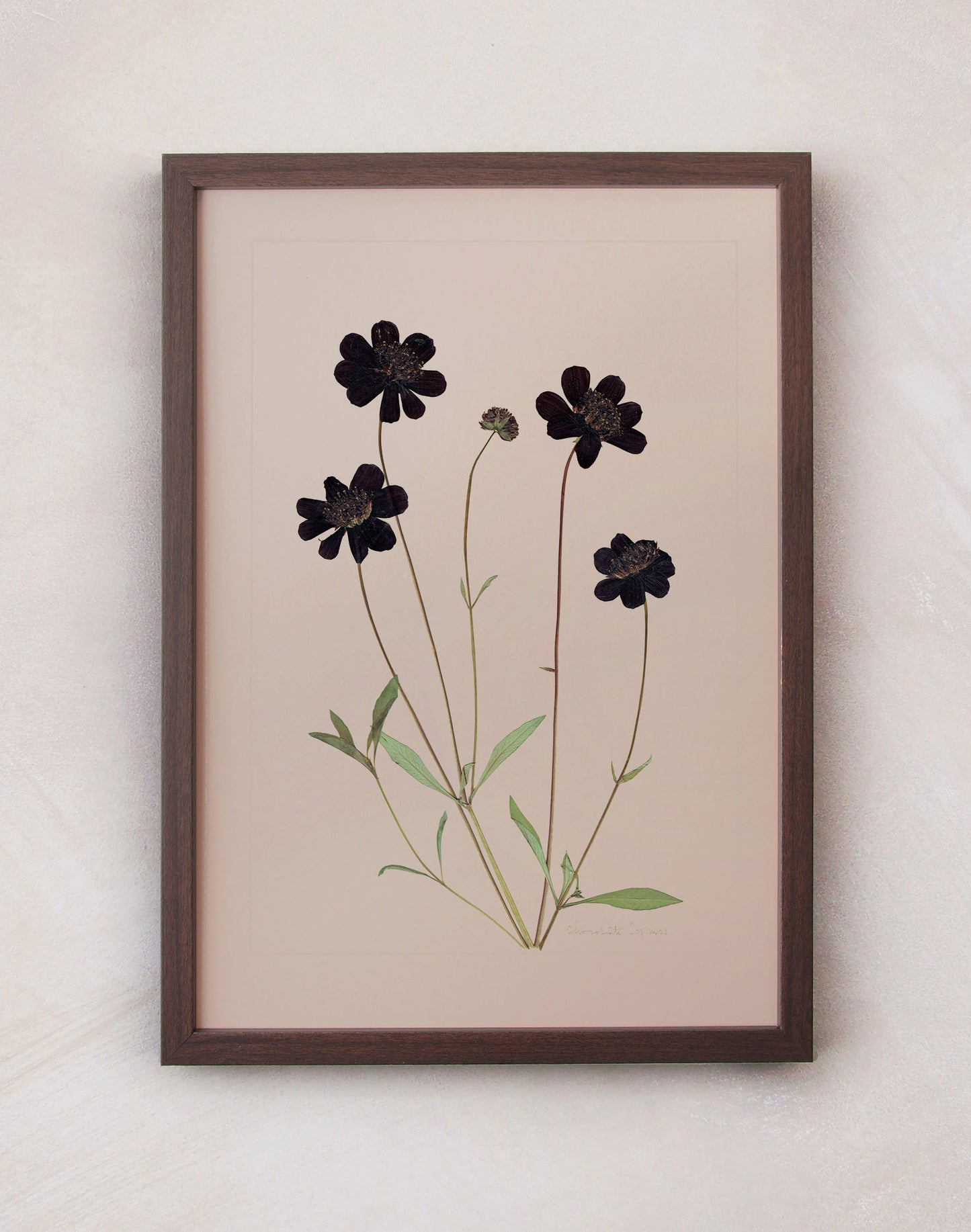 Chocolate Cosmos
