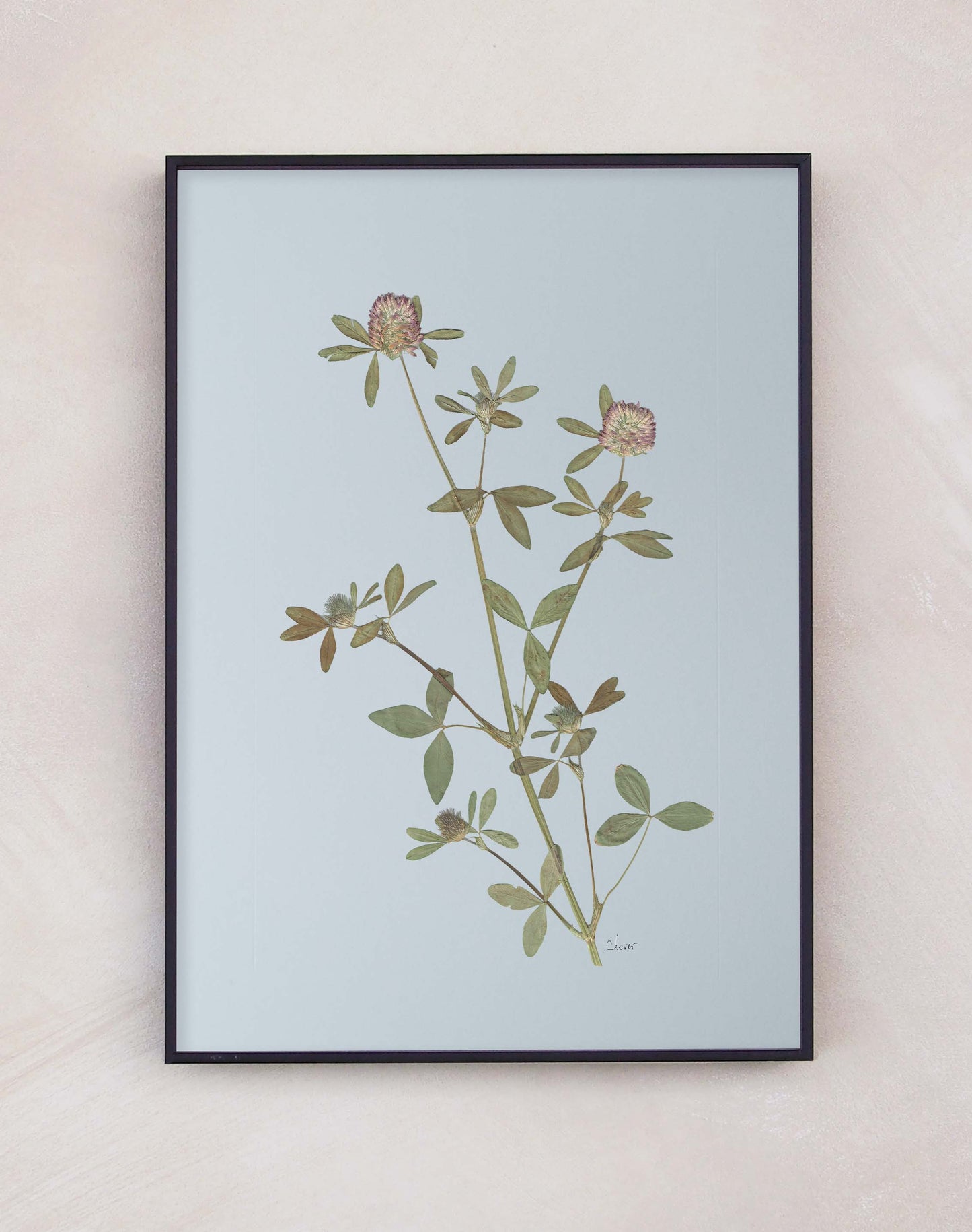 Clover