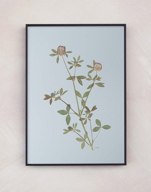 Clover