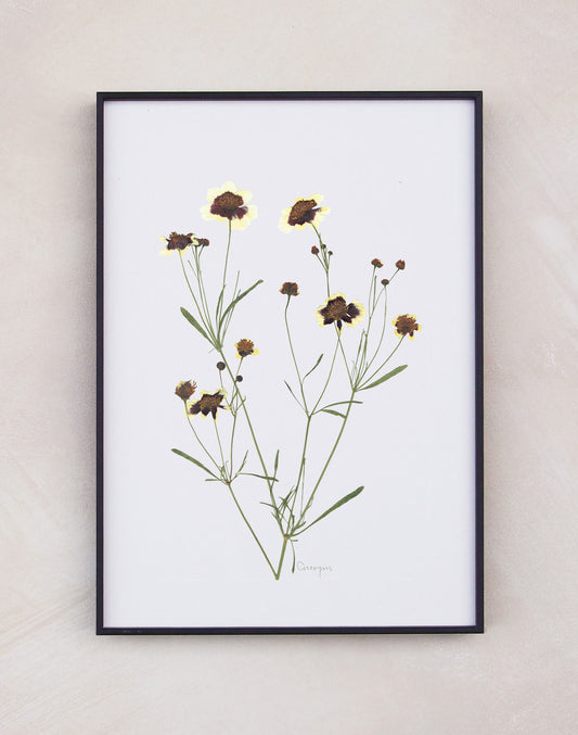 Coreopsis