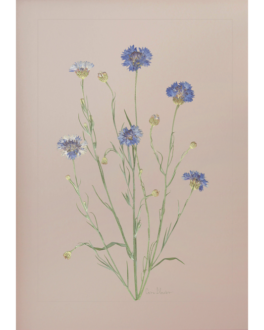Cornflower