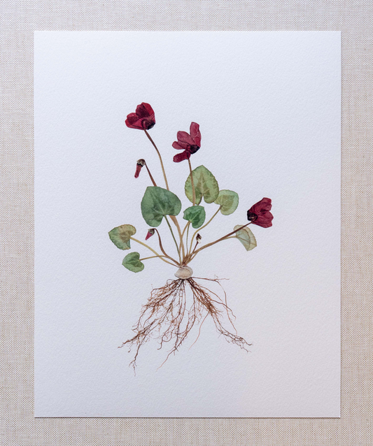Cyclamen Print