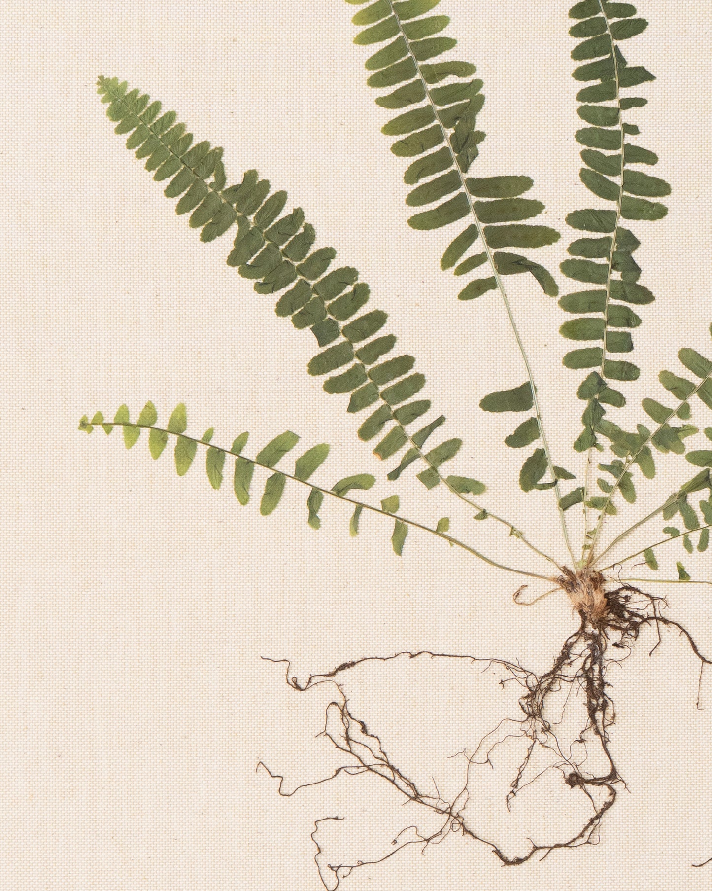 Sword Fern