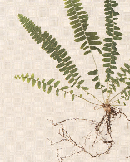 Sword Fern