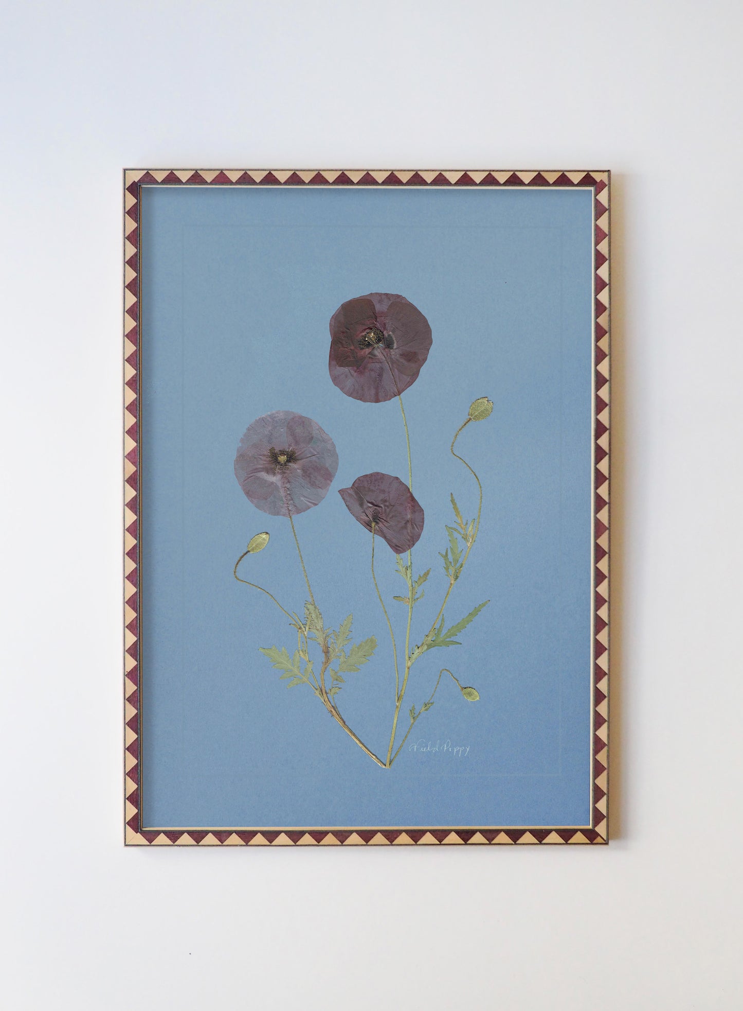 Field Poppy