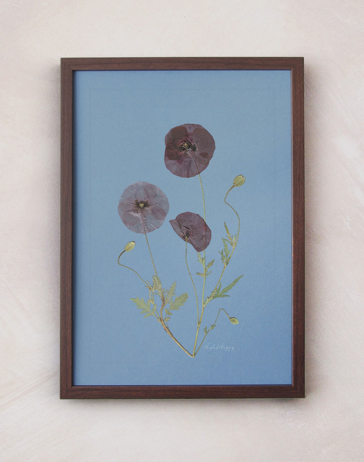 Field Poppy