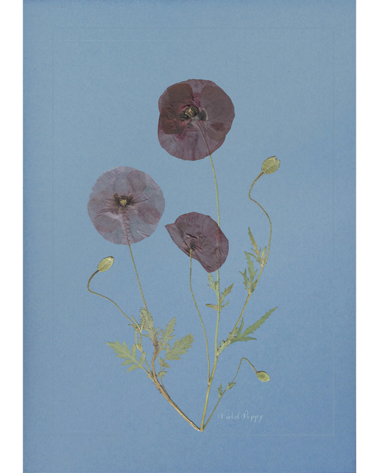 Field Poppy
