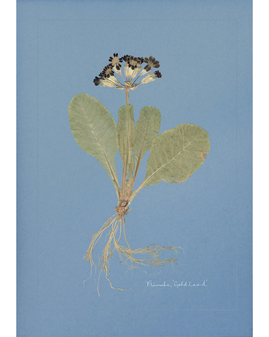 Primula