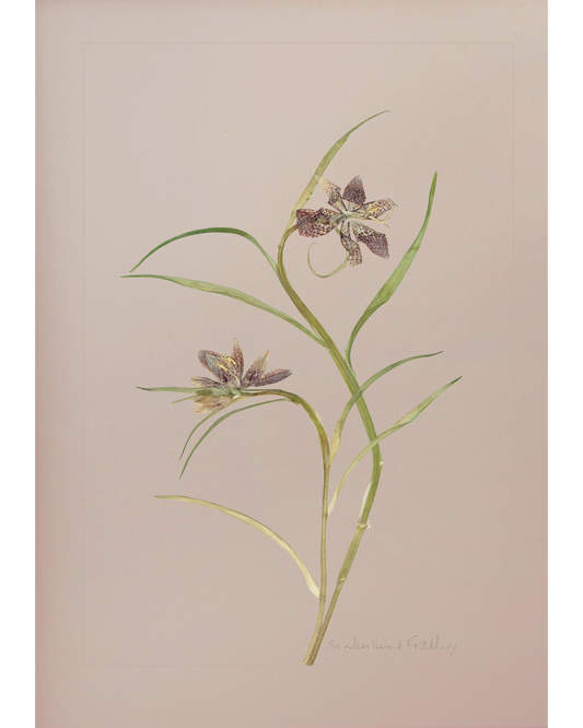 Snake's Head Fritillary