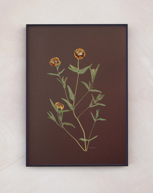 Zinnia
